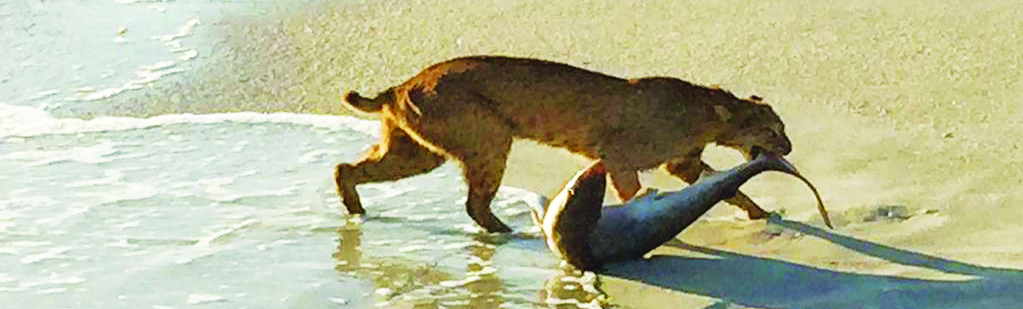 Vero Beach : un requin pêché par un lynx