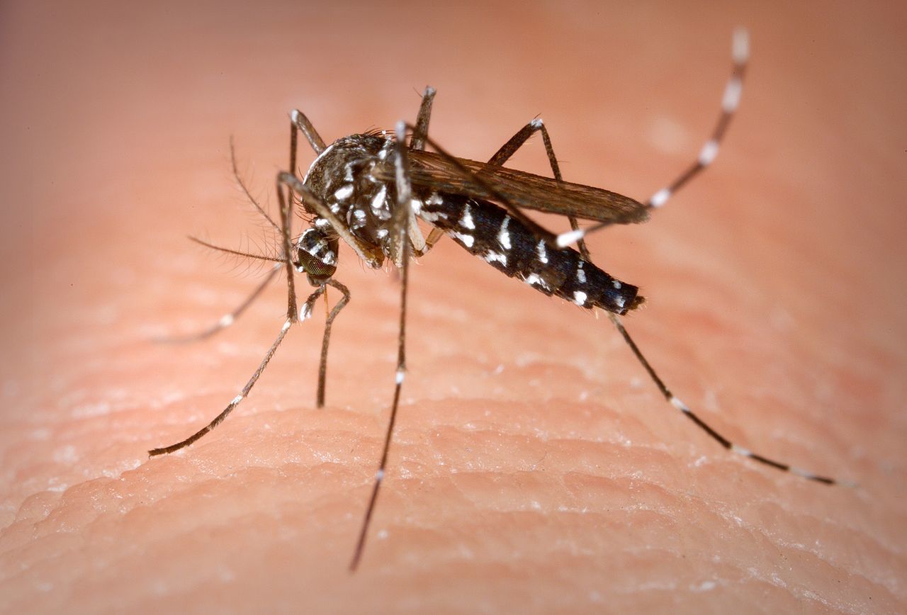 Le moustique Tigre qui propage le virus Zika