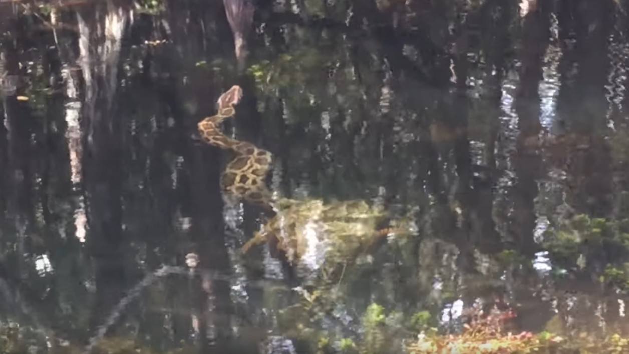 Bagarre à mort dans les Everglades entre un python birman et un alligator