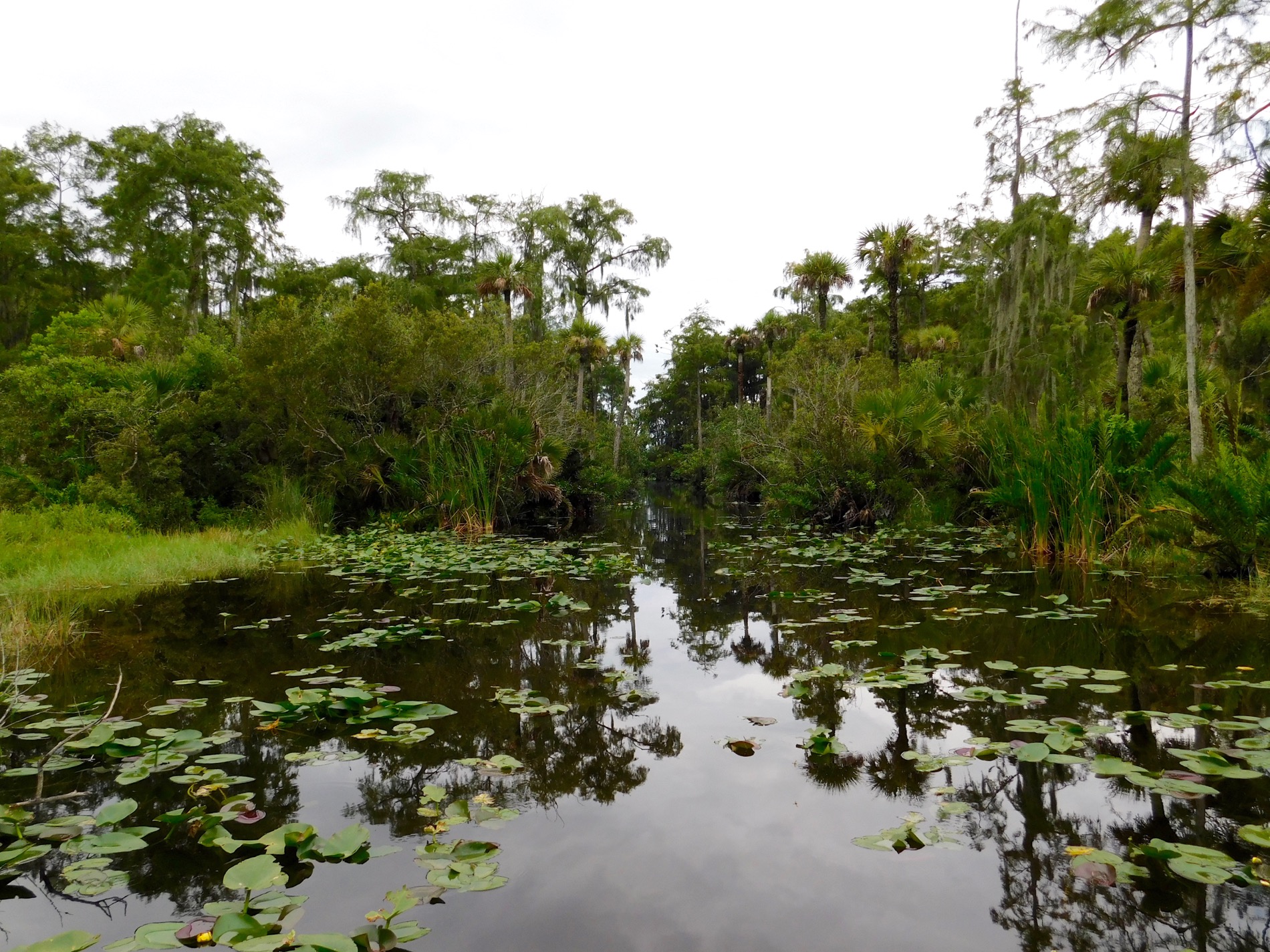 Billie Swamp Safari, dans les Everglades de Floride (réserve Miccosukee de la forêt Big Cypress)