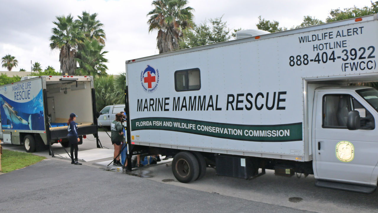 La FWC tentant de sauver les animaux de la marée rouge en Floride.
