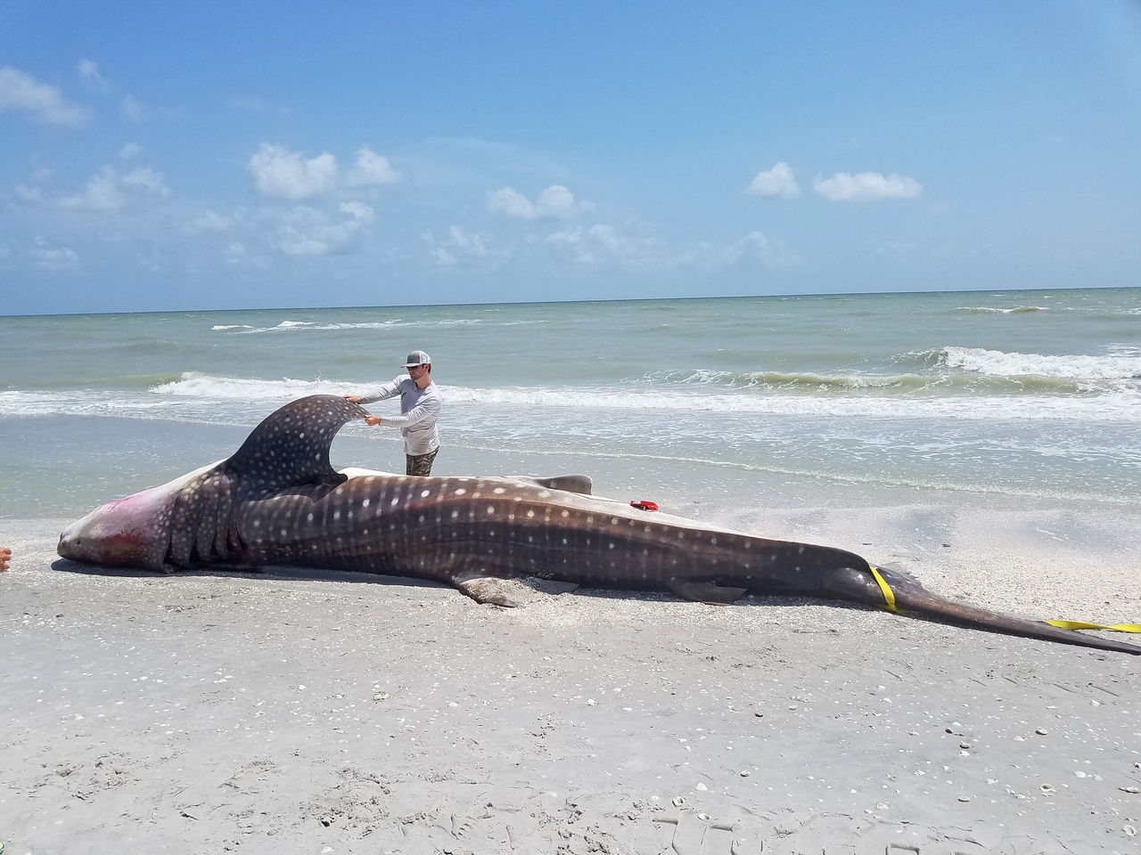La Florida Fish & Wildlife intervenant le 22 juillet 2018 pour un requin-baleine victime d'une marée rouge, sur l'île de Sanibel en Floride