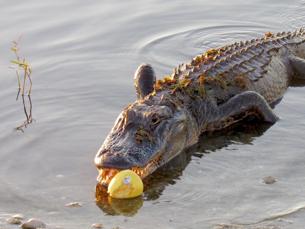 Alligator dans les Everglades au Loxahatchee National Wildlife Refuge à Boynton Beach en Floride