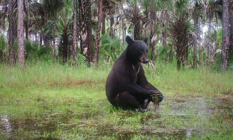 Ours faisant du yoga dans les Everglades