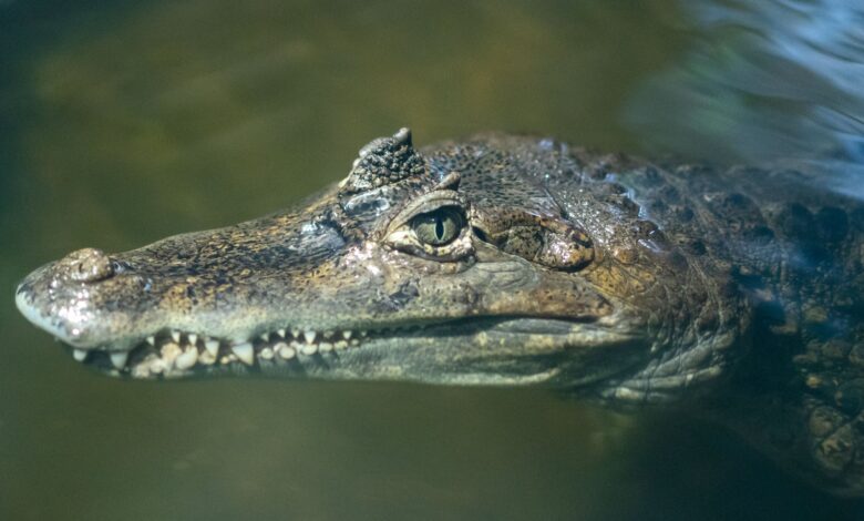 crocodile in lake