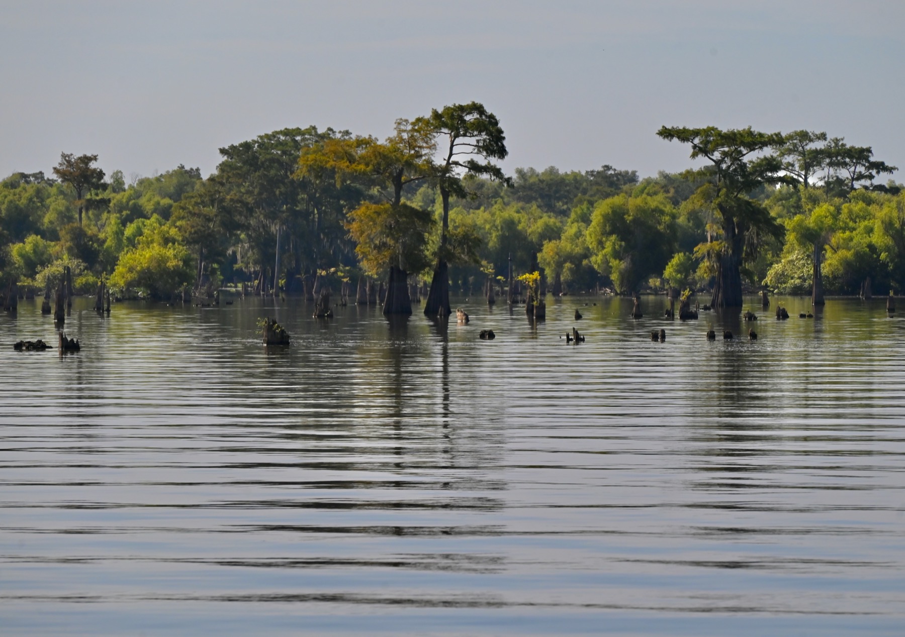 Bassin Atchafalaya de Louisiane : les bayous américains dans toute leur splendeur. 