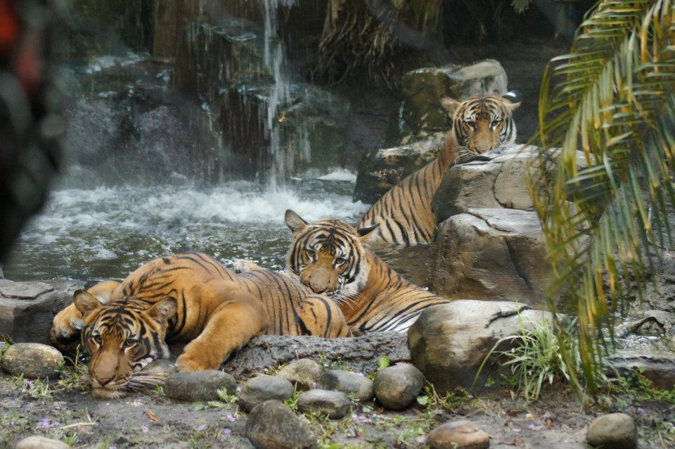 Tigres Zoo de palm beach Floride