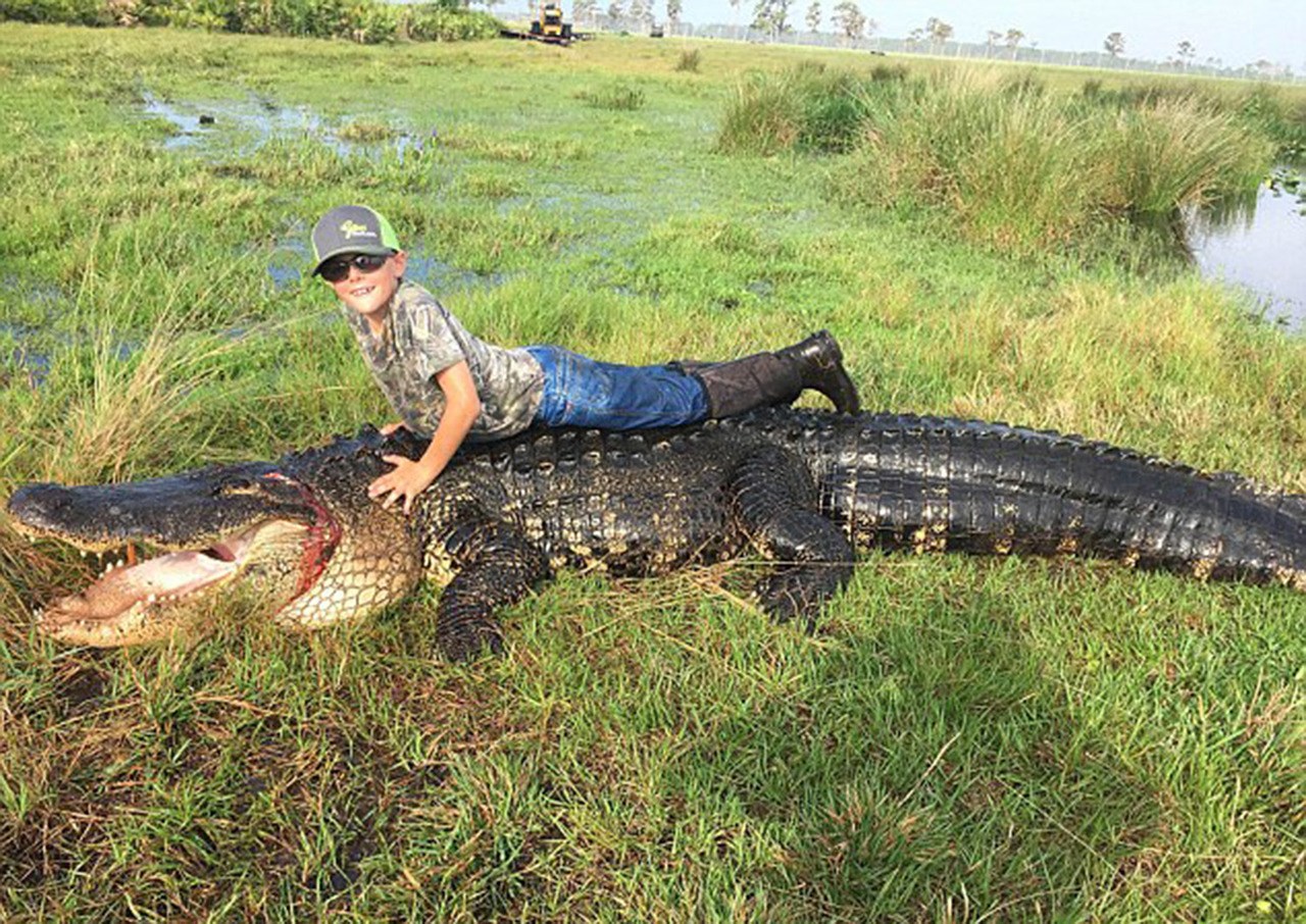 Alligator géant à Okeechobee