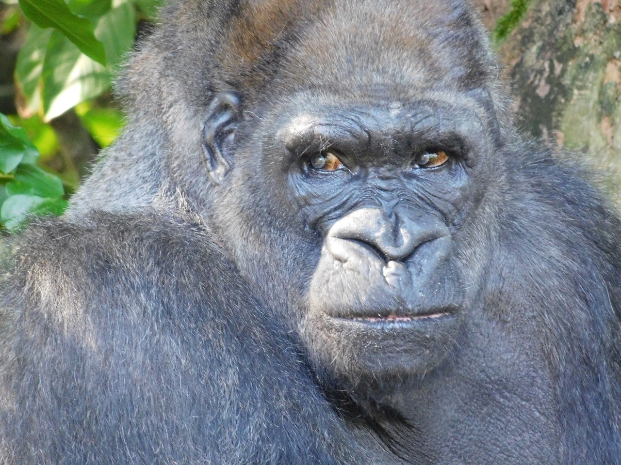 "King", le gorille de Monkey Jungle (à Homestead, au sud de Miami)