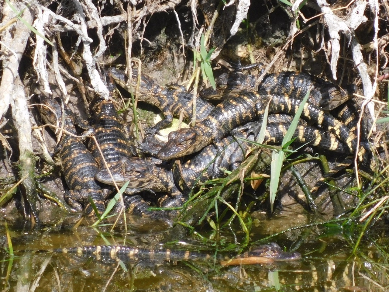 Bébés Alligators près du Fakahatchee Boardwalk (Everglades)