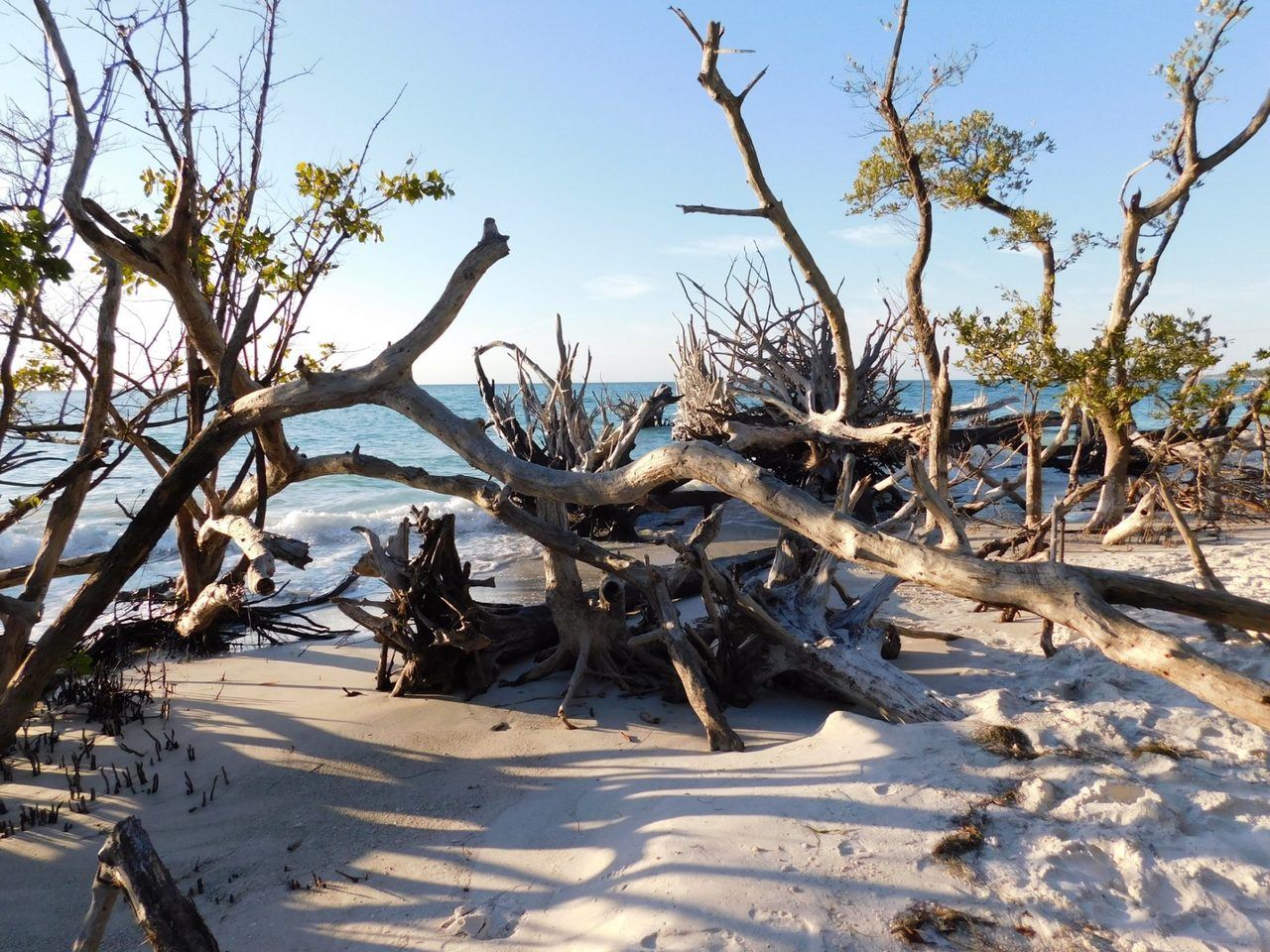 Squelettes d'arbres sur la plage nord de Longboat Key / Floride