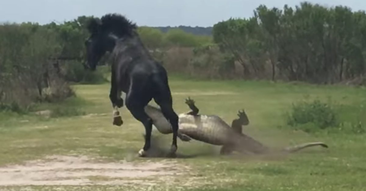 Un cheval sauvage attaque un alligator en Floride