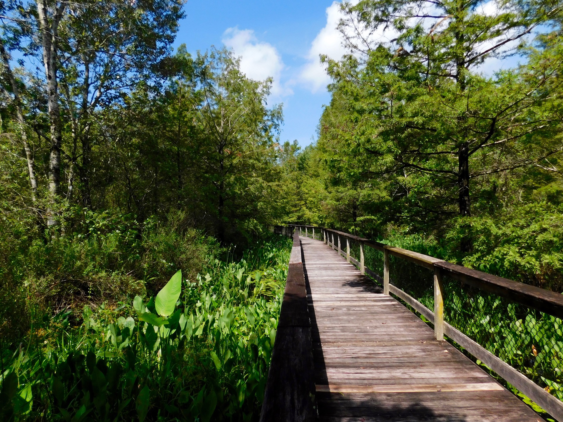 Bird Rookery Swamp Trail (Everglades, à Naples en Floride)