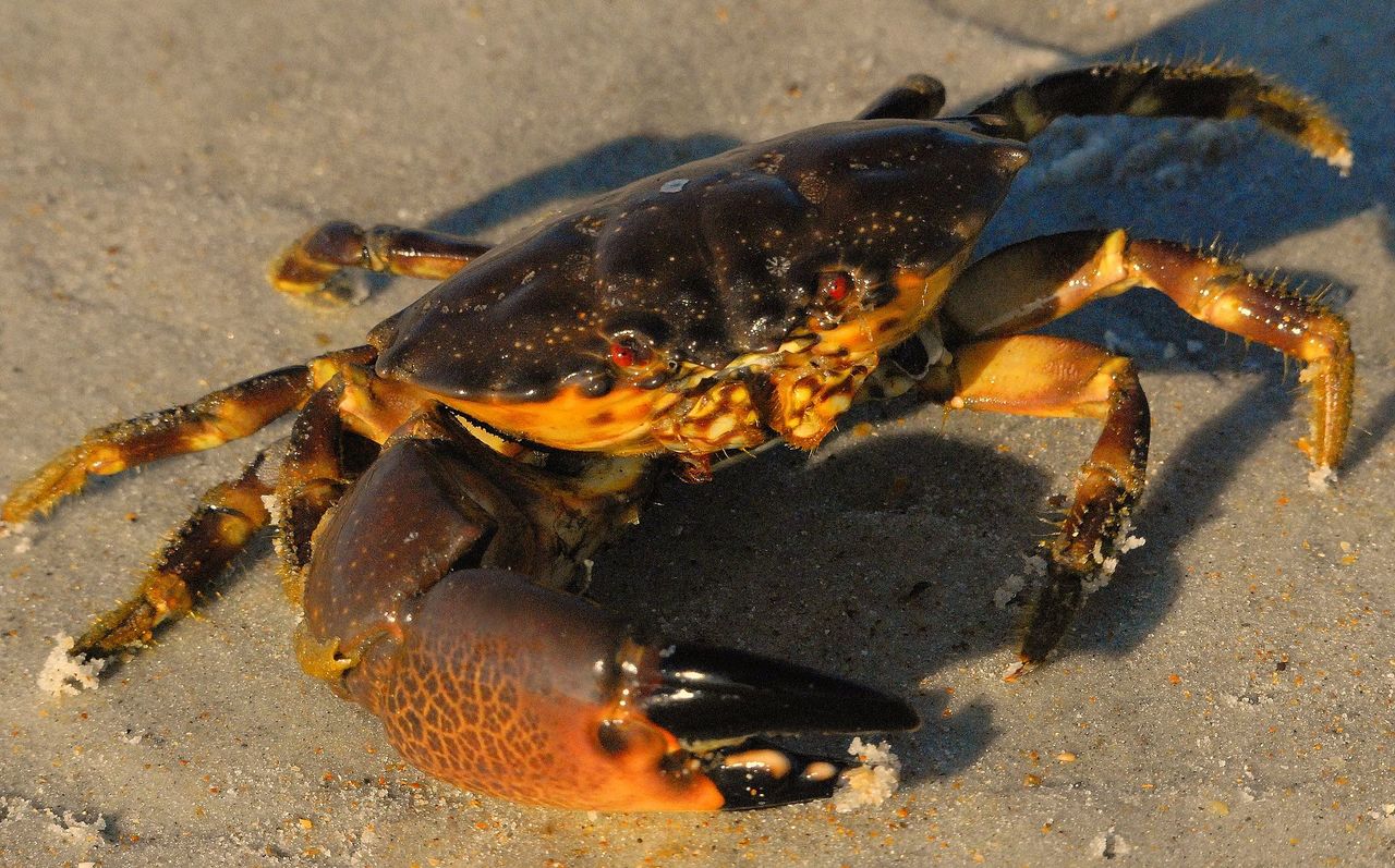 Florida Stone Crab : le délicieux crabe de Floride !