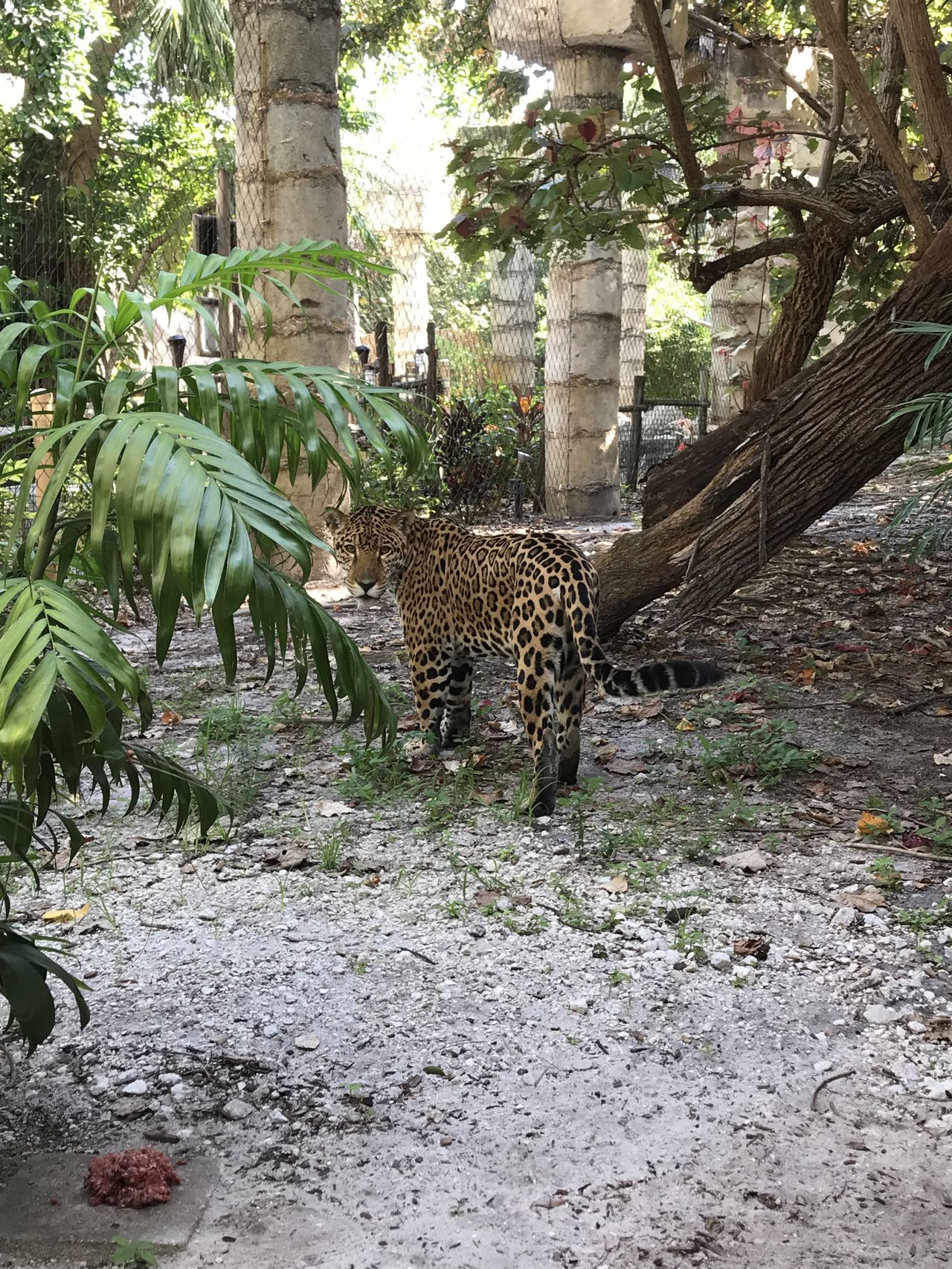 Zooka le jaguar québécois est à West Palm Beach !
