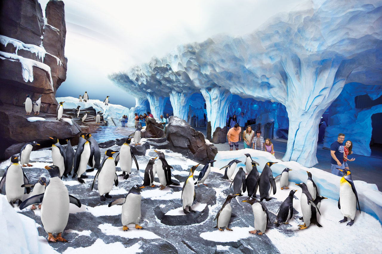 Les penguins d'Antarctica à SeaWorld Orlando