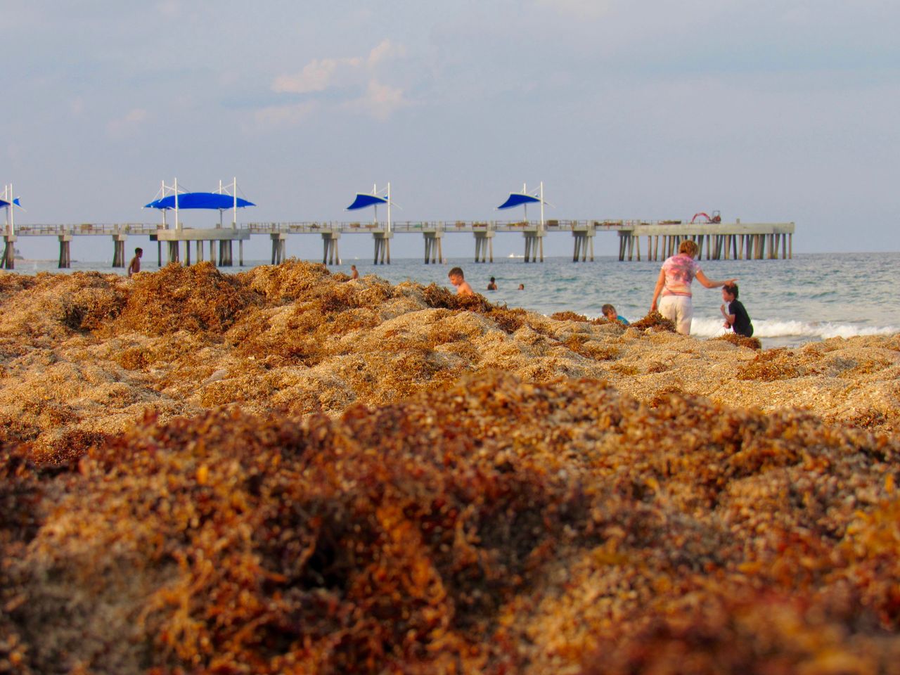 Une masse géante d’algues sargasses se dirige vers la Floride et la Caraïbe