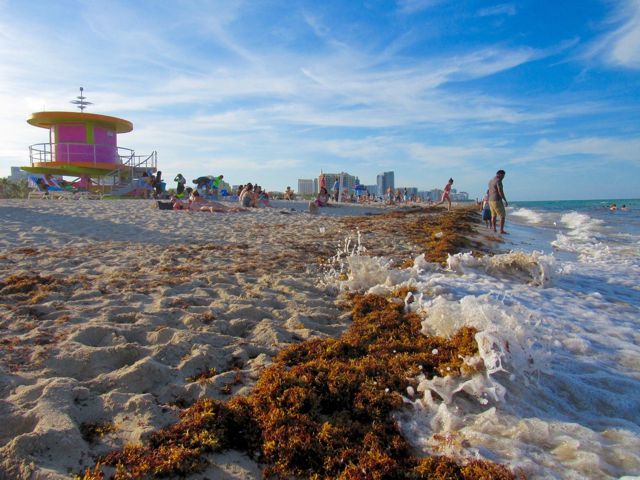 Les algues sargasses sur la plage de Miami Beach fini mai 2019