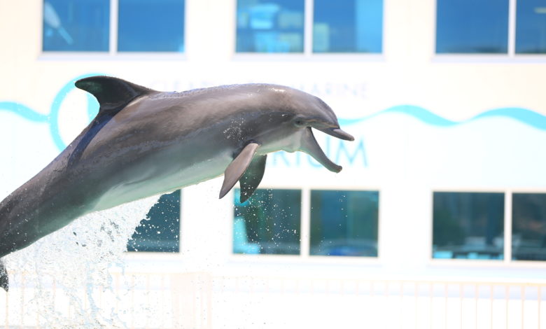 Nicholas le dauphin au Clearwater Marine Aquarium