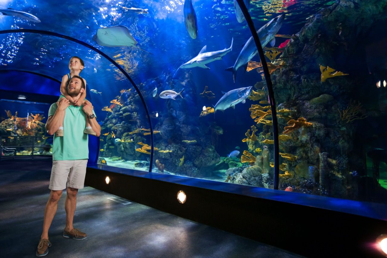 L'aquarium dans la pyramide Moody Gardens à Galveston Texas.