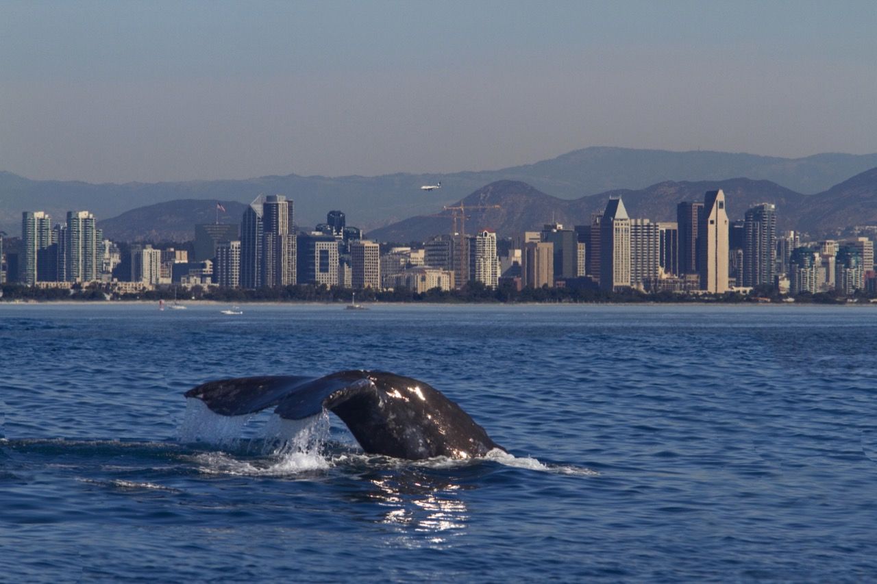 Baleine devant la skyline de San Diego