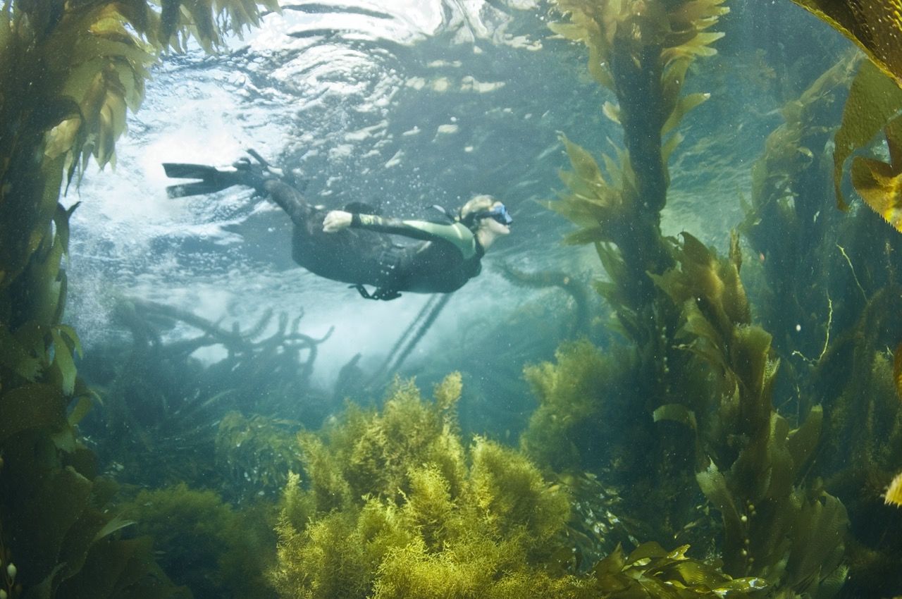 Snorkeling dans une forêt de Kelp à La Jolla Cove 