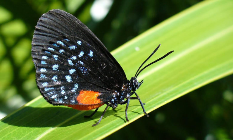 Le Papillon Atala.