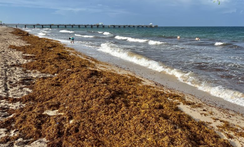 Comment éviter les algues sargasses dans la région de Miami cet été : nos conseils ! Cette photo : Lauderdale-by-the-Sea le 5 août 2022
