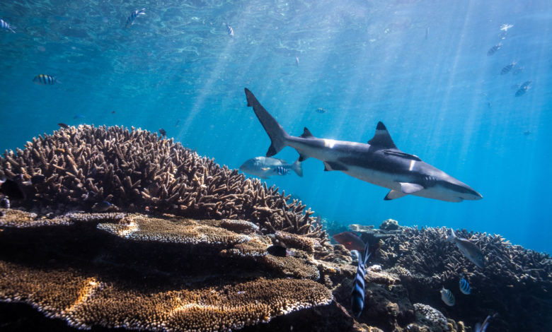 Le requin : indispensable pour la survie des écosystèmes marins.