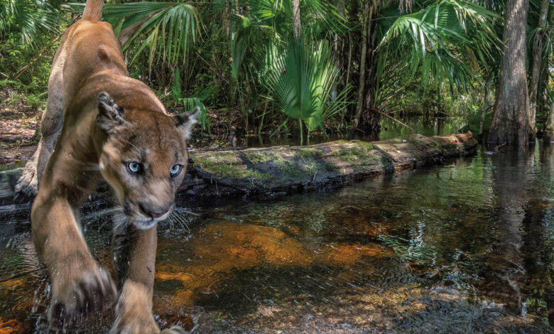 The Path of the Panther : le film événement sur la vie sauvage en Floride - A voir absolument !