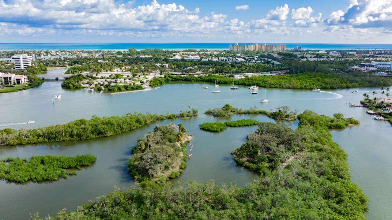 Mangrove à Jupiter. 